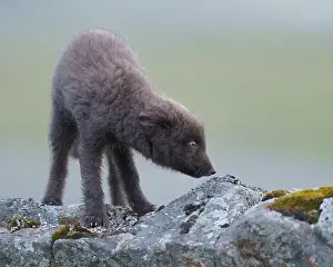 Cautious Prints: Arctic fox cub cautiously walking along rocky outcrop, Iceland