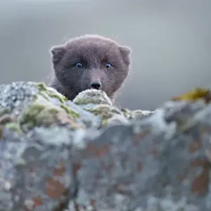 Cautious Prints: Arctic fox cub playing peek-a-boo hding behind rocks, Iceland