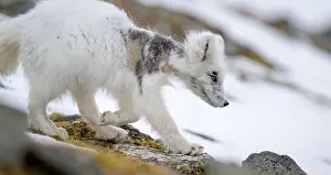 Svalbard Prints: Arctic fox cub (Vulpes lagopus) in Svalbard with fur lice
