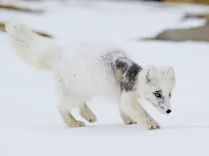 Svalbard Prints: Arctic fox cub (Vulpes lagopus) in Svalbard with fur lice