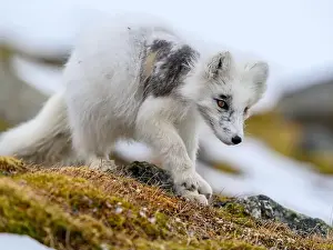 Svalbard Prints: Arctic fox cub (Vulpes lagopus) in Svalbard with fur lice