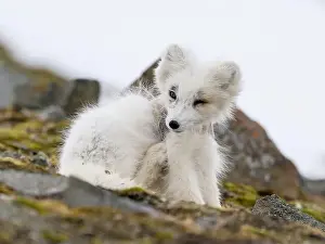 Svalbard Prints: Arctic fox cub (Vulpes lagopus) in Svalbard with fur lice