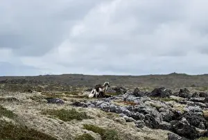Car Park Prints: Arctic fox in Iceland in the summertime