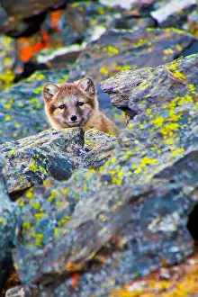 Natural Parkland Prints: Arctic Fox, Nordvest-Spitsbergen National Park