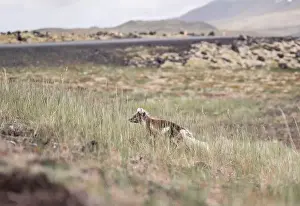 Car Park Prints: Arctic fox next to the road in Iceland in the summertime