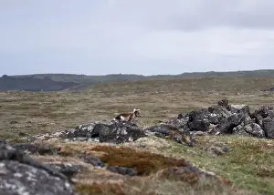 Car Park Prints: Arctic fox next to the road in Iceland in the summertime