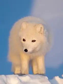 Vulpes Lagopus Prints: Arctic fox in snow during winter at Gronfjorden in Nordenskiold Land, Norway, Svalbard