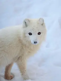 Vulpes Lagopus Prints: Arctic fox in snow during winter at Gronfjorden in Nordenskiold Land, Norway, Svalbard
