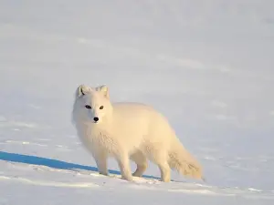 Vulpes Lagopus Prints: Arctic fox in snow during winter at Gronfjorden in Nordenskiold Land, Norway, Svalbard