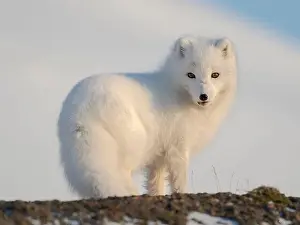 Vulpes Lagopus Prints: Arctic fox in snow during winter at Gronfjorden in Nordenskiold Land, Norway, Svalbard