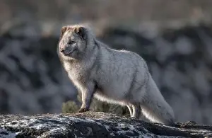 Back Light Prints: arctic fox stands proudly and alert on a mound
