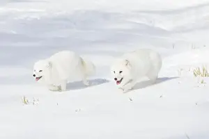 Phase Prints: Arctic fox Vulpes lagopus, 2 adults in winter coat, walking in snow, controlled conditions