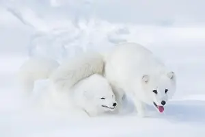 Phase Prints: Arctic fox Vulpes lagopus, 2 adults in winter coat, walking in snow, controlled conditions
