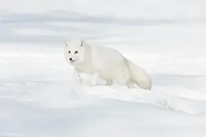 Phase Prints: Arctic fox Vulpes lagopus, adult in winter coat, walking in snow, controlled conditions