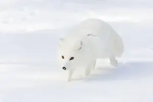 Phase Prints: Arctic fox Vulpes lagopus, adult in winter coat, walking in snow, controlled conditions