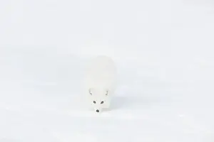 Phase Prints: Arctic fox Vulpes lagopus, adult in winter coat, walking in snow, controlled conditions