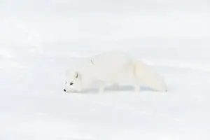 Phase Prints: Arctic fox Vulpes lagopus, adult in winter coat, walking in snow, controlled conditions