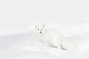 Phase Prints: Arctic fox Vulpes lagopus, adult in winter coat, standing in snow, controlled conditions