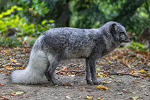 Vulpes Lagopus Prints: The Arctic fox (Vulpes lagopus) or white fox