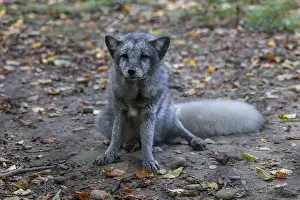 Vulpes Lagopus Prints: The Arctic fox (Vulpes lagopus) or white fox