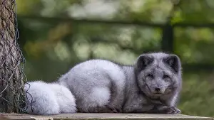 Vulpes Lagopus Prints: Arctic Fox [ Vulpes lagopus ] at Wildwood in Devon, UK