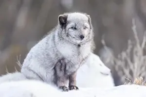Wildlife Animals Prints: Arctic fox (Vulpes lagopus) in winter
