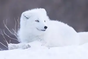 Wildlife Animals Prints: Arctic fox (Vulpes lagopus) in winter