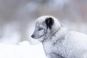 Wildlife Animals Prints: Arctic fox (Vulpes lagopus) in winter