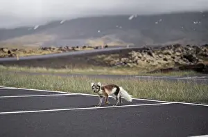 Car Park Prints: Arctic fox walking in a car park in Iceland