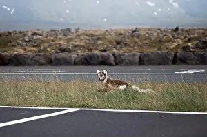 Car Park Prints: Arctic fox walking in a car park in Iceland