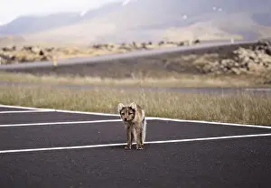 Car Park Prints: Arctic fox walking in a car park in Iceland