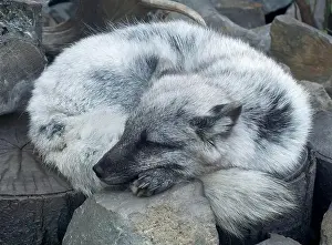 Vulpes Lagopus Prints: Arctic fox, white fox, polar fox