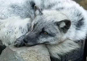 Vulpes Lagopus Prints: Arctic fox, white fox, polar fox