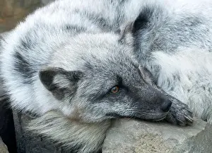 Vulpes Lagopus Prints: Arctic fox, white fox, polar fox