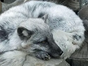Vulpes Lagopus Prints: Arctic fox, white fox, polar fox
