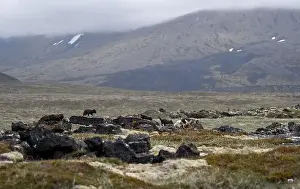Car Park Prints: Arctic fox with her young puppies in Iceland