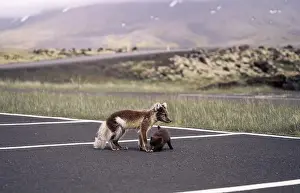 Car Park Prints: Arctic fox with her young puppy walking in a car park in Iceland