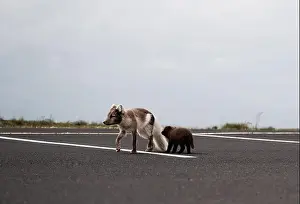 Car Park Prints: Arctic fox with her young puppy walking in a car park in Iceland