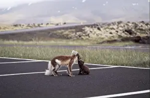 Car Park Prints: Arctic fox with her young puppy walking in a car park in Iceland