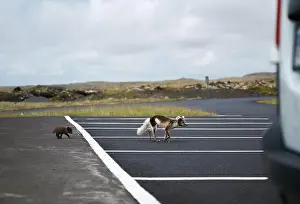 Car Park Prints: Arctic fox with her young puppy walking in a car park in Iceland