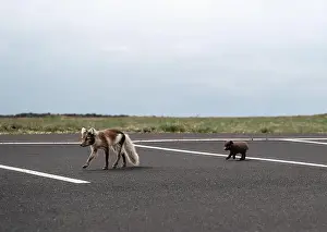 Car Park Prints: Arctic fox with her young puppy walking in a car park in Iceland