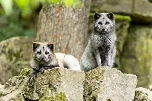 Canoidea Prints: Two arctic foxes (Alopex lagopus)