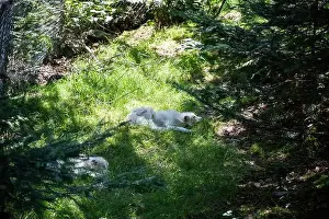 Avalon Prints: Arctic foxes resting at Salmonier Nature Park on NL 90 in Holyrood
