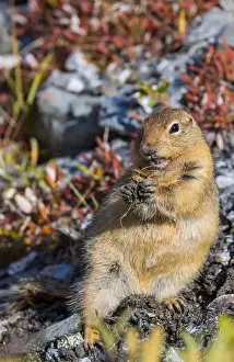 Denali National Park Prints: Arctic Ground Squirrel in Autumn in Denali National Park Alaska