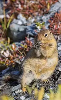 Denali National Park Prints: Arctic Ground Squirrel in Autumn in Denali National Park Alaska