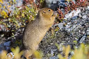 Denali National Park Prints: Arctic Ground Squirrel in Autumn in Denali National Park Alaska