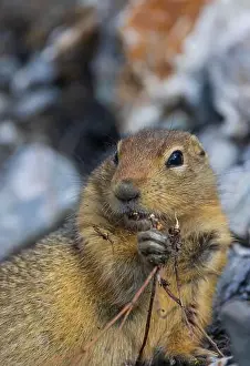 Denali National Park Prints: Arctic Ground Squirrel in Autumn in Denali National Park Alaska