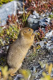 Denali National Park Prints: Arctic Ground Squirrel in Autumn in Denali National Park Alaska