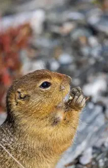 Denali National Park Prints: Arctic Ground Squirrel in Autumn in Denali National Park Alaska