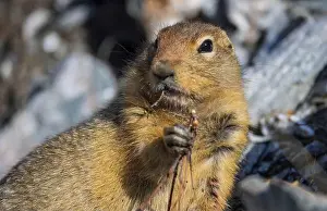 Denali National Park Prints: Arctic Ground Squirrel in Autumn in Denali National Park Alaska
